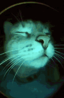 a close up of a cat 's face with the eyes closed