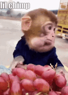 Tsukabe Chimp GIF - Tsukabe Chimp Eating GIFs