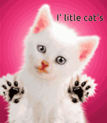 Cat Little Cat GIF - Cat Little Cat GIFs