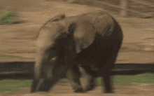 Wild Baby Elephant GIF - Elephant Baby Elephant Wild GIFs