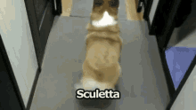 Sculettare Sculetta Muovi Il Culo Cane Che Sculetta GIF - Shake Your Booty Move Your Booty Dog GIFs