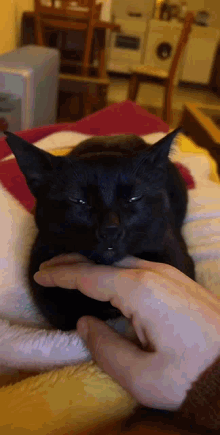 Roblox Marque GIF - Roblox Marque Cat GIFs