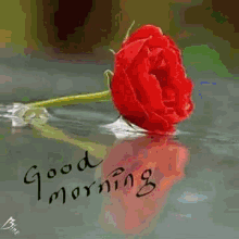 saturday good morning flowers greetings