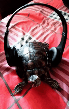 Tutel Turtle GIF - Tutel Turtle Music GIFs