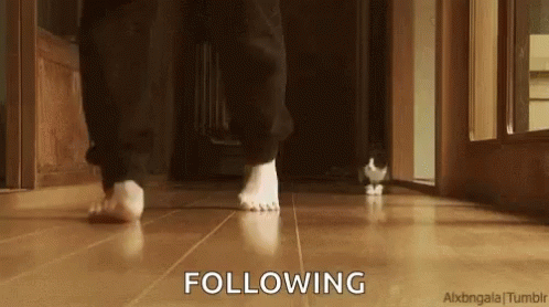 following-you-cat.gif