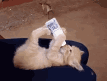 Hungry Cat GIF - Hungry Cat Eat GIFs