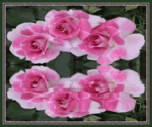 Trandafiri GIF - Trandafiri GIFs