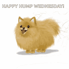 happy wednesday funny dog