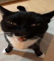 a black and white cat is standing on its hind legs on a carpet .