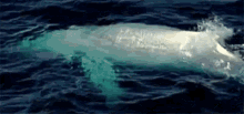 Albino Whale GIF