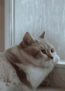 rain dreary cat