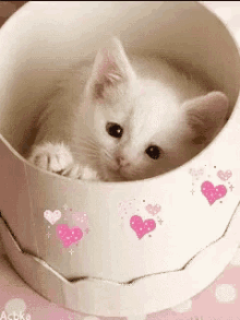 Pretty So Cute GIF - Pretty So Cute Cat GIFs