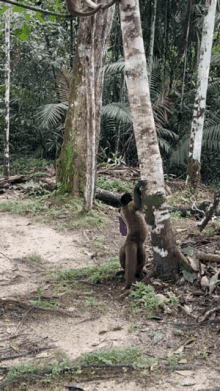a monkey is standing next to a tree holding a purple object