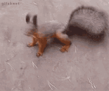 Squirrel Excited GIF - Squirrel Excited GIFs
