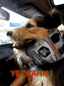 a dog in a car with a bottle of smirnoff ice in its mouth