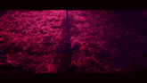 a person standing in a field of red plants