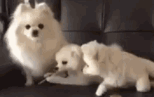 What Puppy GIF - What Puppy Dog GIFs