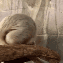 a snail is crawling on a piece of wood in front of a window .