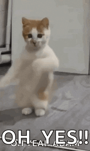 a cat is standing on its hind legs with its paws up .