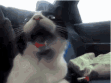 Cat Shookt GIF - Cat Shookt Wide Eyes GIFs