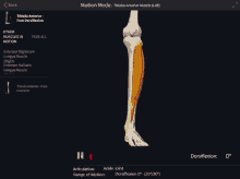 Tibialis Anterior Foot GIF - Tibialis Anterior Foot Dorsiflexion GIFs