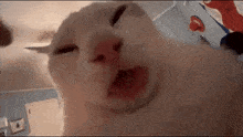 Cat Licking Crazy Cat GIF - Cat Licking Crazy Cat GIFs