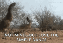Emu Jump GIF - Emu Jump Freak Out GIFs