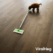 Puppy Wipes Up The Floor Viralhog GIF - Puppy Wipes Up The Floor Puppy Viralhog GIFs