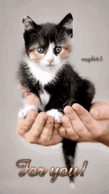 Cat On GIF - Cat On Hand GIFs