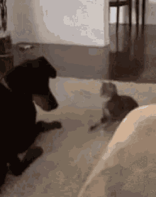 funny animals doggos cute cat taunt