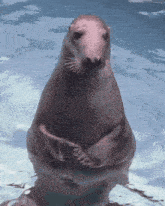 a seal is standing in the water with its legs crossed