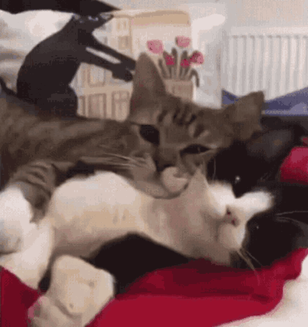 Sleep Cat Two Cat GIF - Sleep Cat Two Cat Cat GIFs