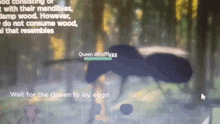 a computer screen shows a bug that says queen dfissffgg