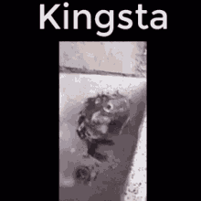 Kingsta Reygay GIF - Kingsta Reygay GIFs