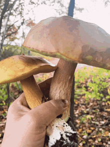 Mushroom Fall GIF