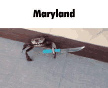 Maryland Crab GIF - Maryland Crab Knife GIFs
