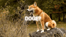 Doge Meme Doge Coin GIF