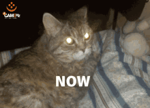 Cat Glowing Eyes GIF - Cat Glowing Eyes Death Glare GIFs