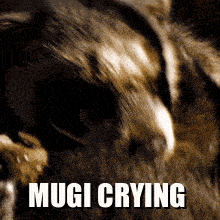 Mugi Raccoon Mugi Crying GIF