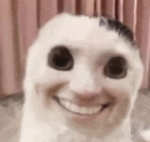a close up of a cat 's face with big eyes and a smiling face .