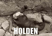Rodgers Holdenisgolden GIF - Rodgers Holdenisgolden Holdengolden GIFs