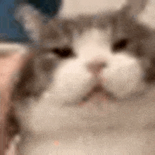 a close up of a cat looking at the camera .
