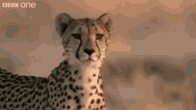 Cheetah Rawr GIF - Cheetah Rawr GIFs