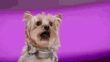 a small dog wearing a silver collar is sitting on a purple background .