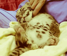 Kitten Cat GIF - Kitten Cat Scratch GIFs