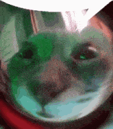 Cat Gatto GIF - Cat Gatto Reaction GIFs