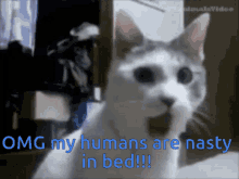 Shocking Omg GIF - Shocking Omg Cat GIFs