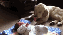 I Must Clean You, Small Human GIF