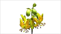 a bunch of yellow flowers with a green stem on a white background
