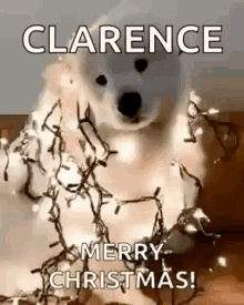 dog merry christmas christmas lights happy xmas christmas tree